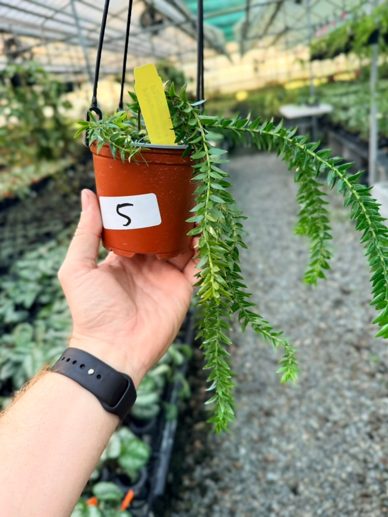 Handpicked #5 - Phlegmariurus Phlegmarioides X Phlegmariurus Ledermannii - Tassel Fern