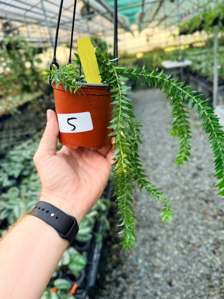Handpicked #5 - Phlegmariurus Phlegmarioides X Phlegmariurus Ledermannii - Tassel Fern
