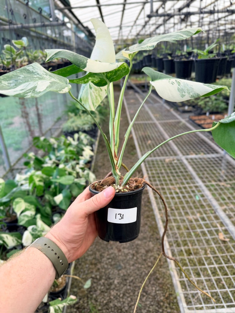 Handpicked #131 - Monstera Deliciosa Borsigiana Variegated Albo