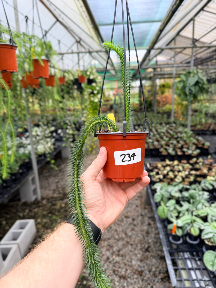 Handpicked #234 - Phlegmariurus squarrosus [Huperzia Squarrosa] - Thailand Large Rock Tassel Fern
