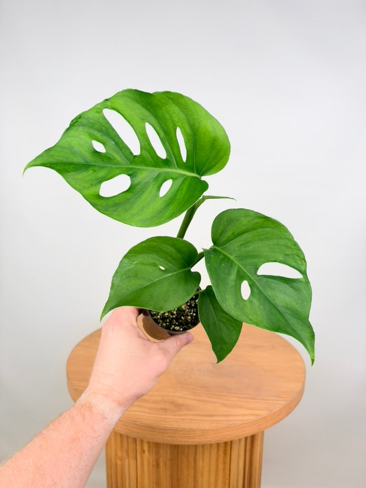 Monstera Deliciosa Var. Borsigiana X Laniata