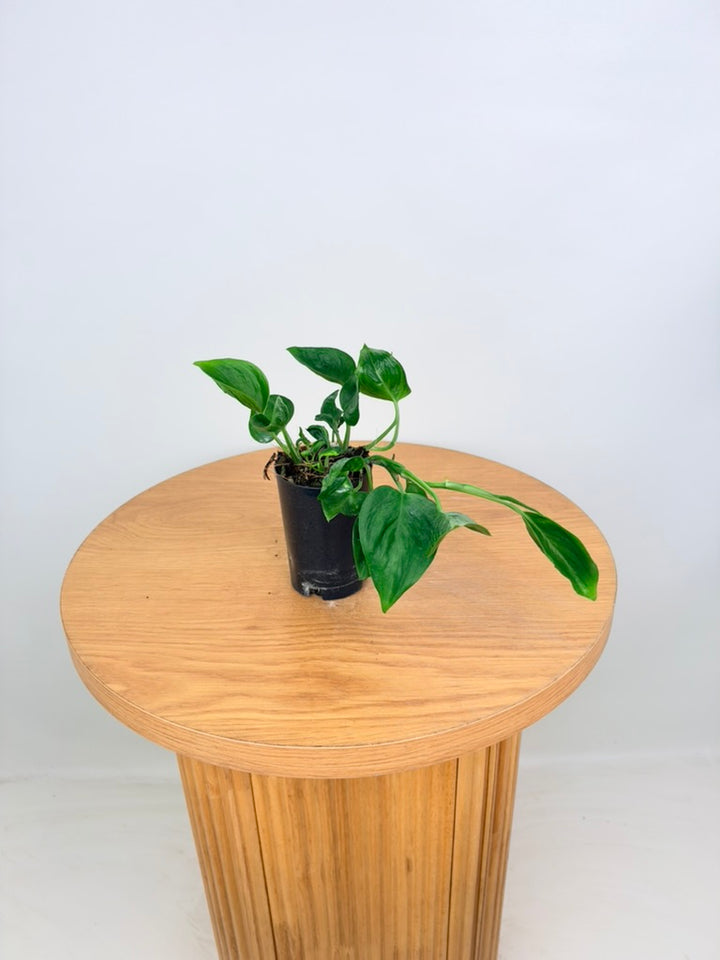 Epipremnum Aureum - Shangri La