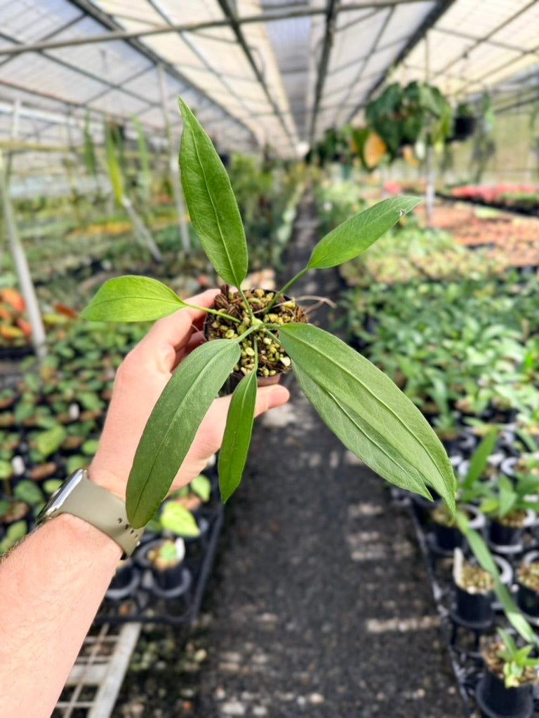 Anthurium Vittariifolium