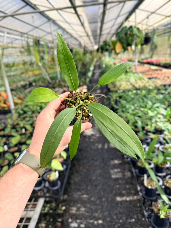 Anthurium Vittariifolium