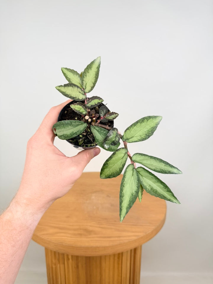 Pellionia Repens