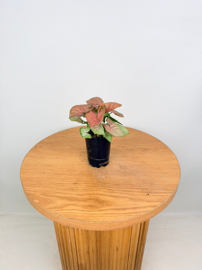 Syngonium Podophyllum - Neon - Mini