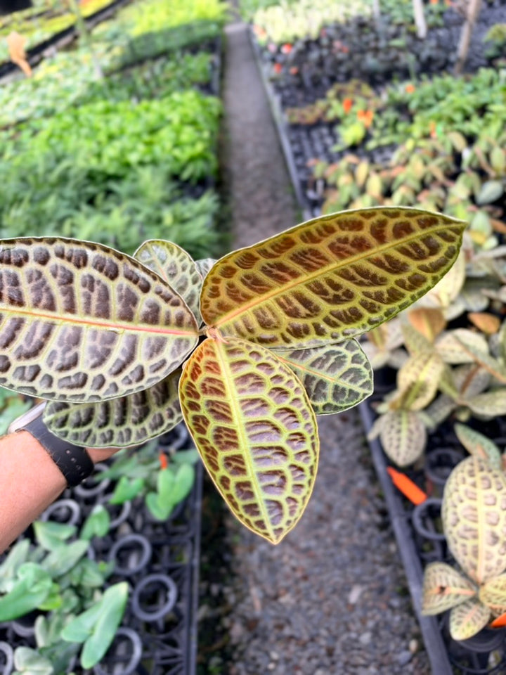Handpicked #100 - Labisia Beccarii - Turtleback