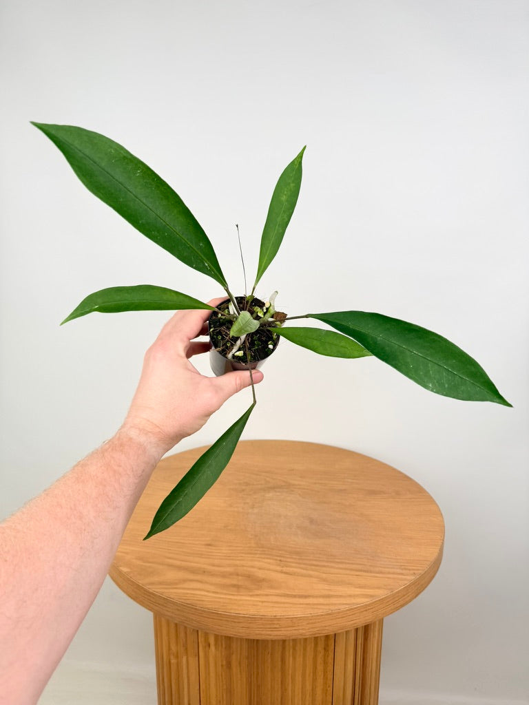 Anthurium Gracile