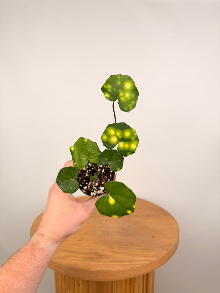 Farfugium Japonicum - Aureomaculatum