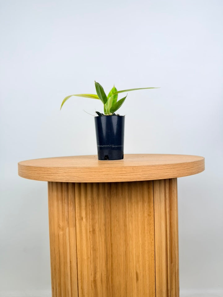 Philodendron Erubescens - Lemon Twist