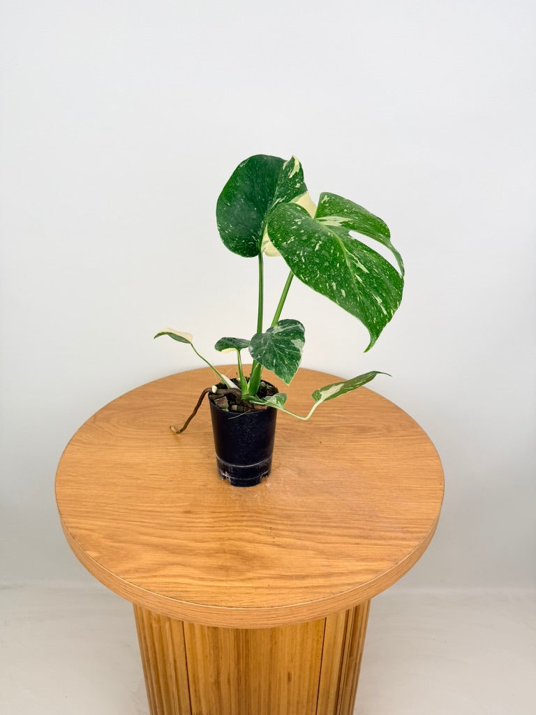 Monstera Deliciosa - Thai Constellation - Random Selection - Imperfect Foliage