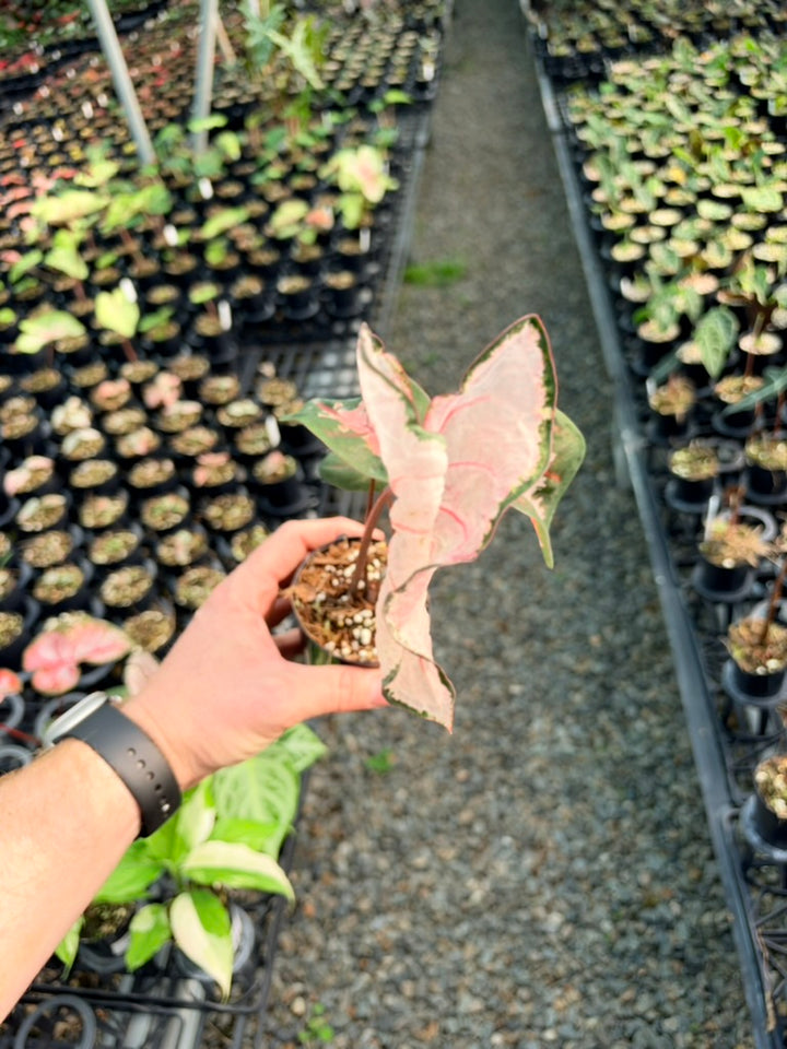 Handpicked #79 - Caladium Bicolor - Apple Blossom