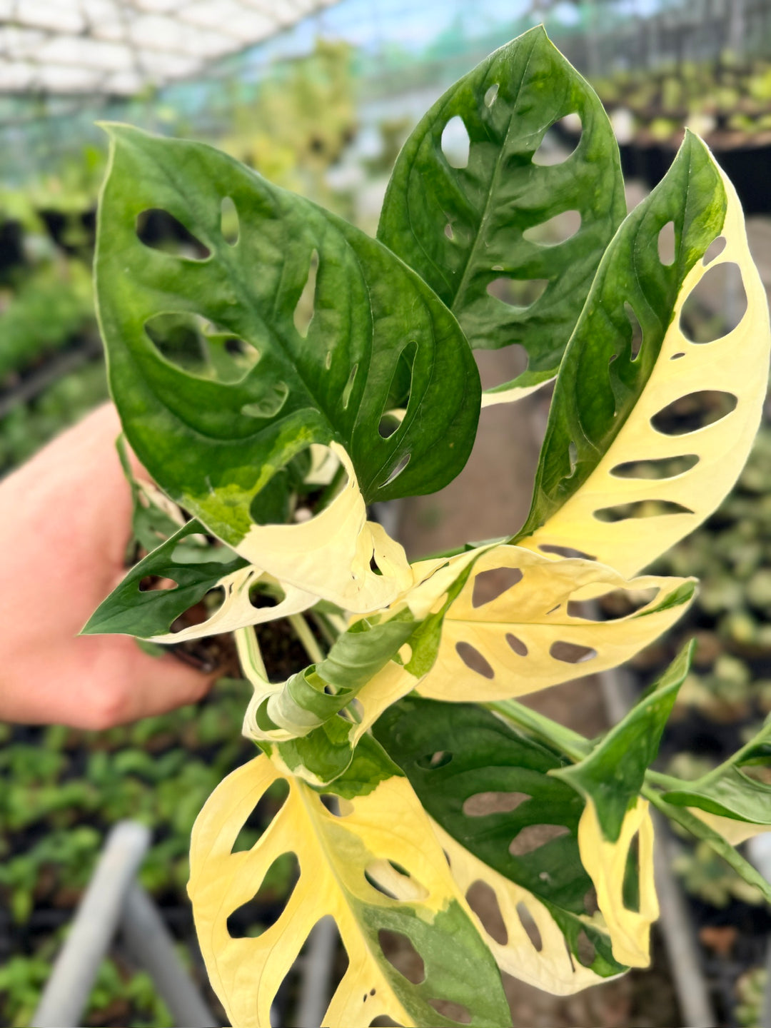 Handpicked #130 - Monstera Adansonii - Monkey Mask - Variegated Albo - Double Planted