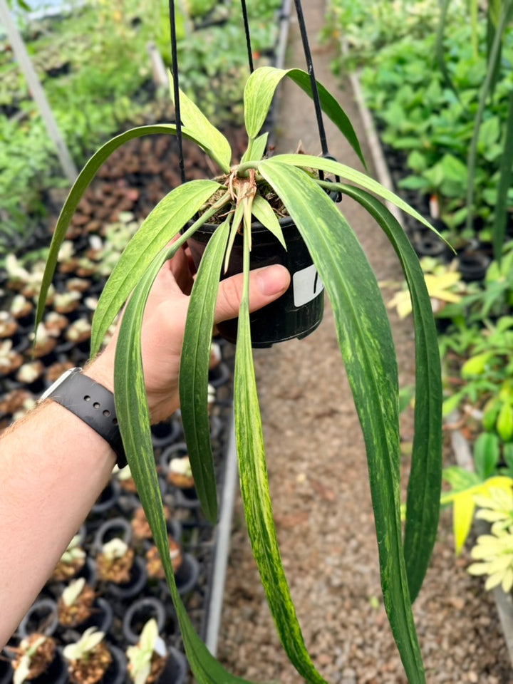 Handpicked #17 - Anthurium Vittariifolium Variegata