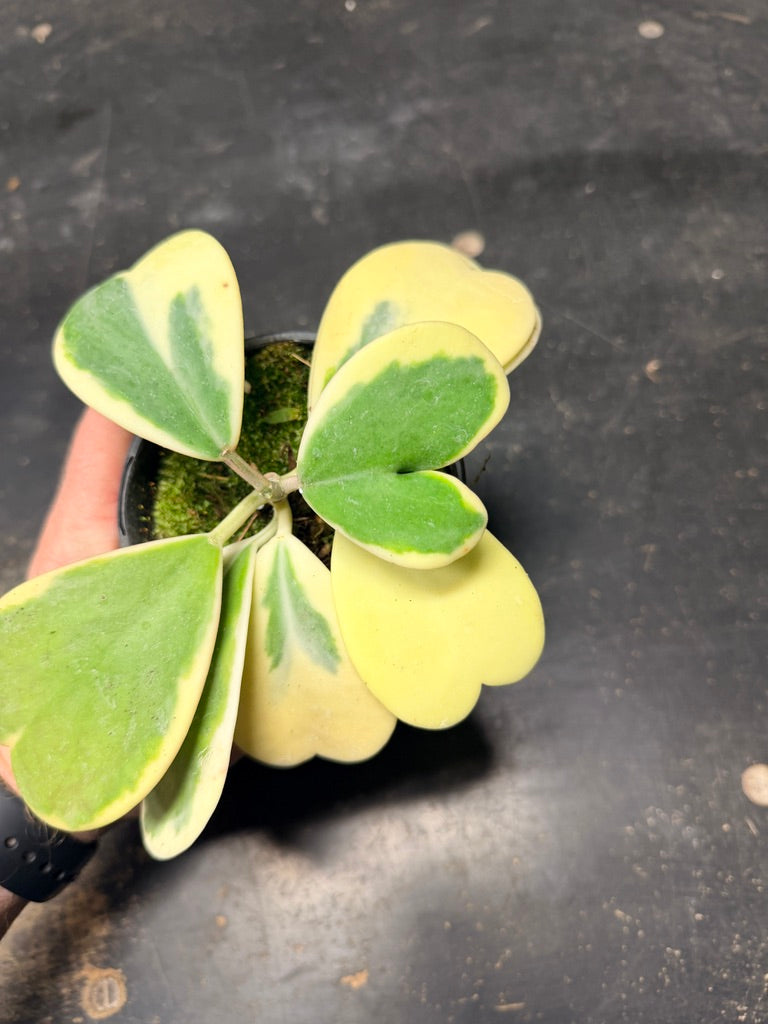 Handpicked #91 - Hoya Kerrii Albomarginata - 100mm Pot