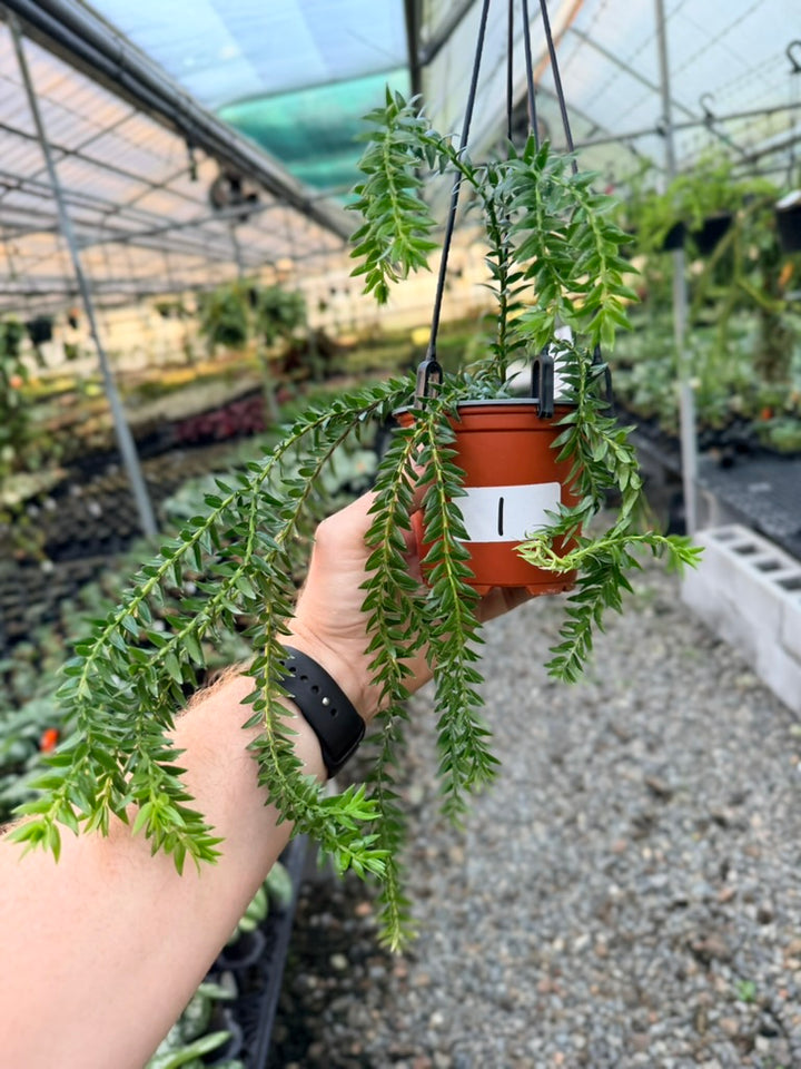 Handpicked #1 - Phlegmariurus Phlegmarioides X Phlegmariurus Ledermannii - Tassel Fern