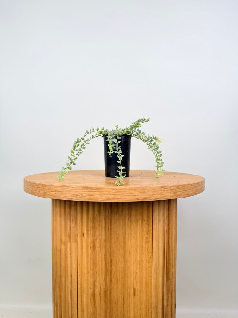 Dischidia Ruscifolia Variegata - Million Hearts