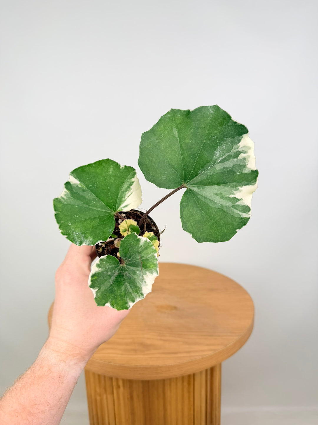 Farfugium Japonicum - Argenteum Variegata