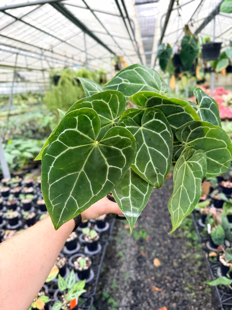 Handpicked #131 - Anthurium Crystallinum - Multi Headed