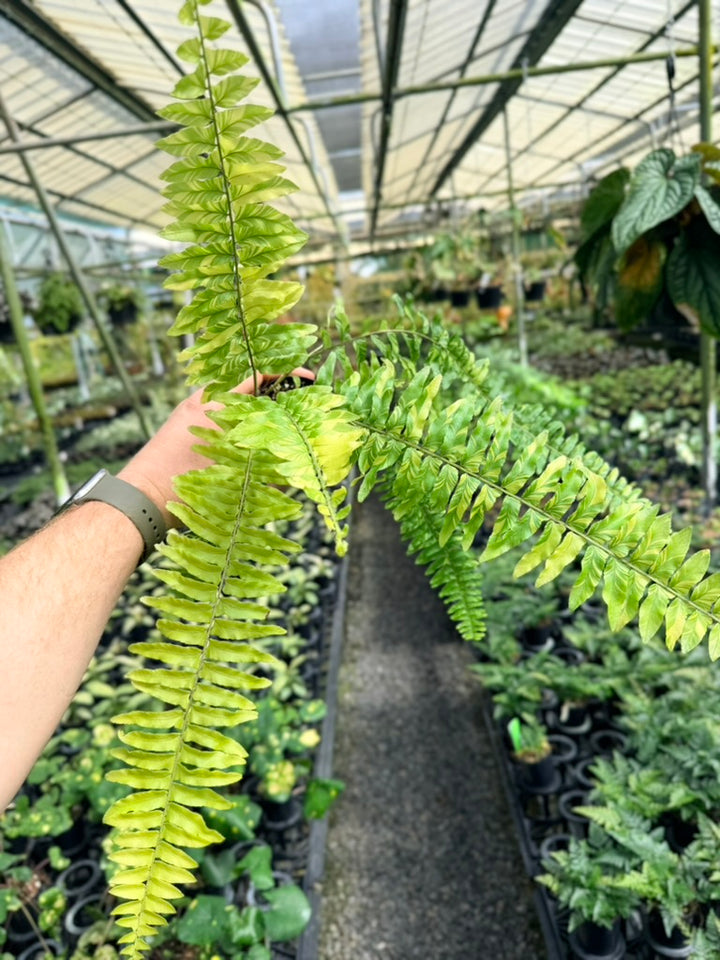 Nephrolepis Exaltata Variegata - Boston Tiger Fern