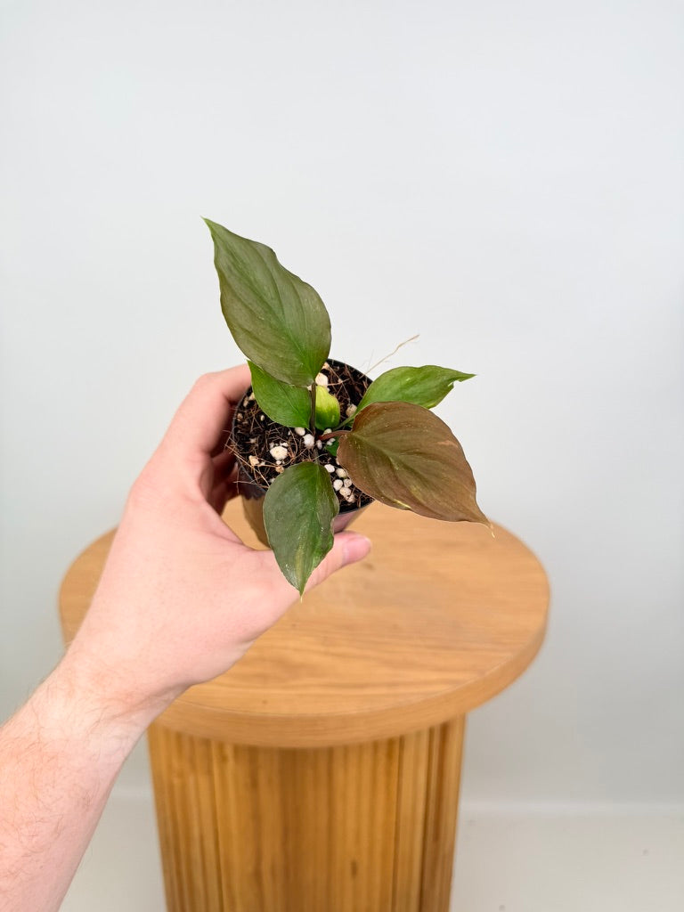 Homalomena Sp. Samrit