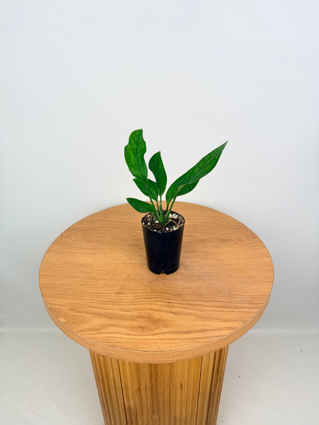 Monstera Pinnatipartita