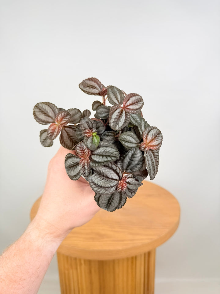 Pilea Involucrata - Norfolk