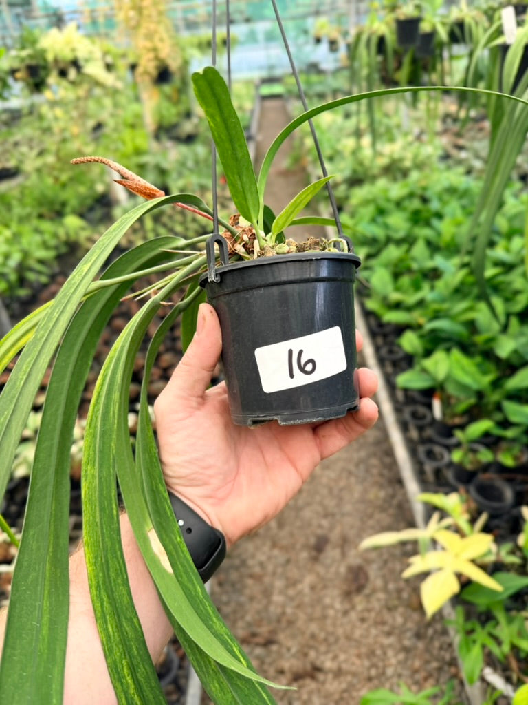 Handpicked #16 - Anthurium Vittariifolium Variegata