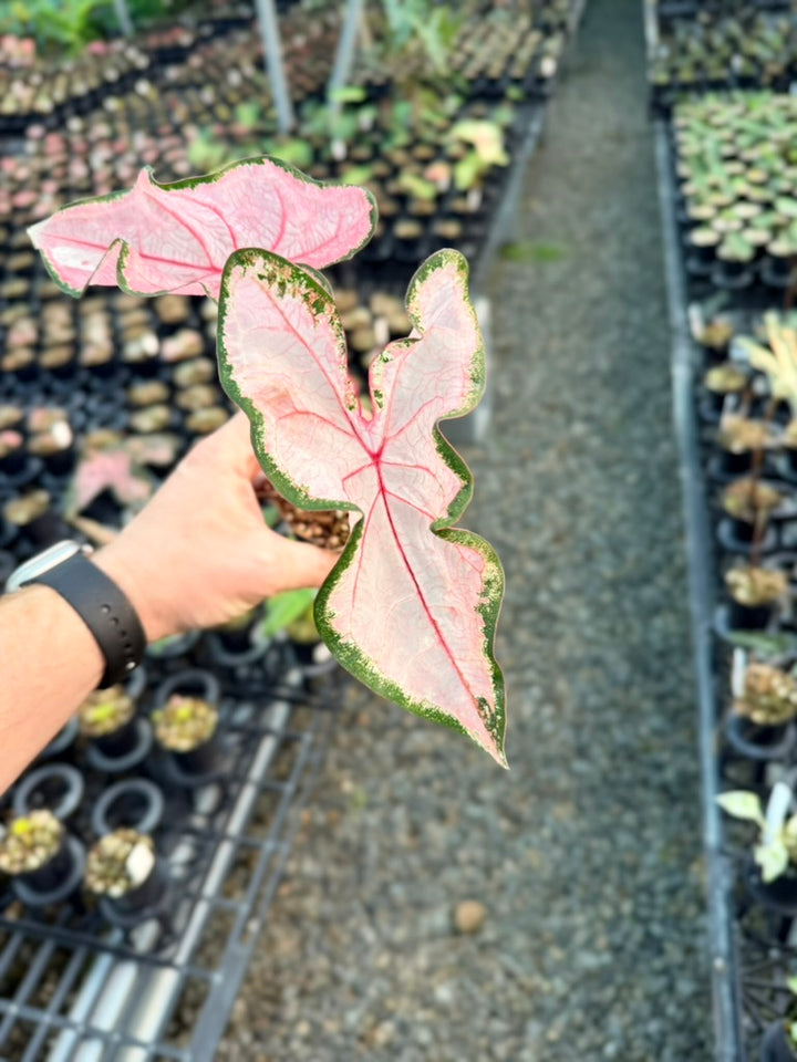 Handpicked #44 - Caladium Bicolor - Apple Blossom