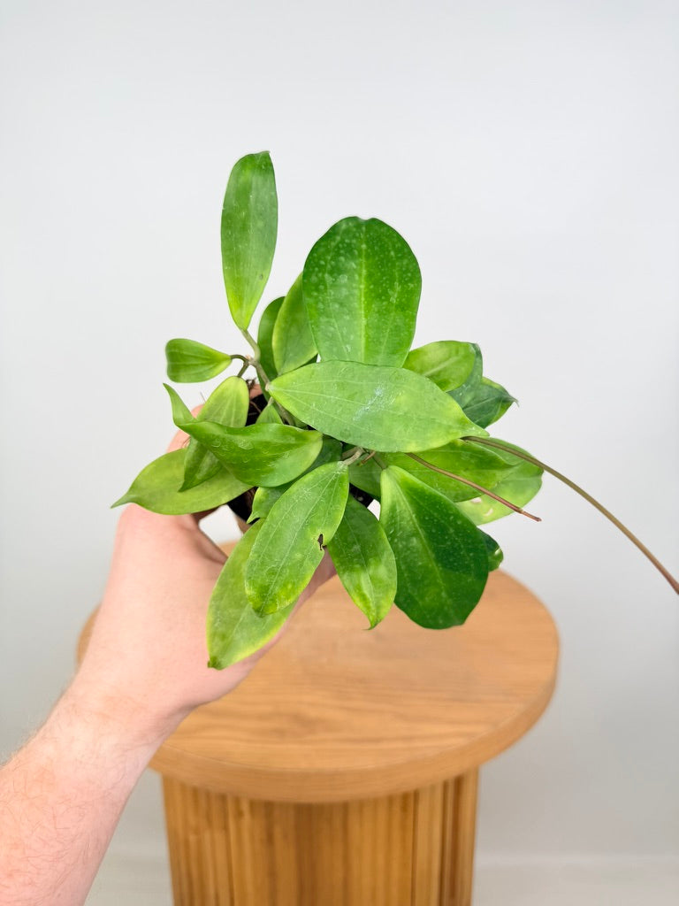 Hoya Samoensis - Imperfect Foliage