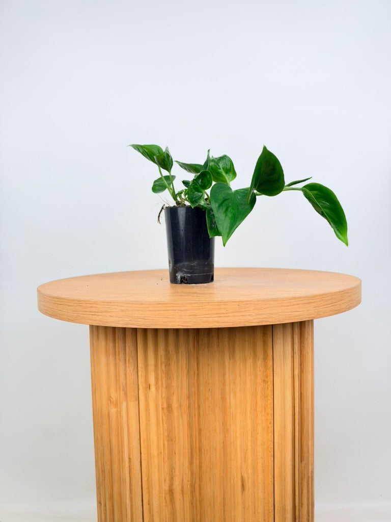 Epipremnum Aureum - Shangri La