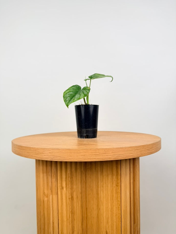 Philodendron Mamei - Silver Cloud