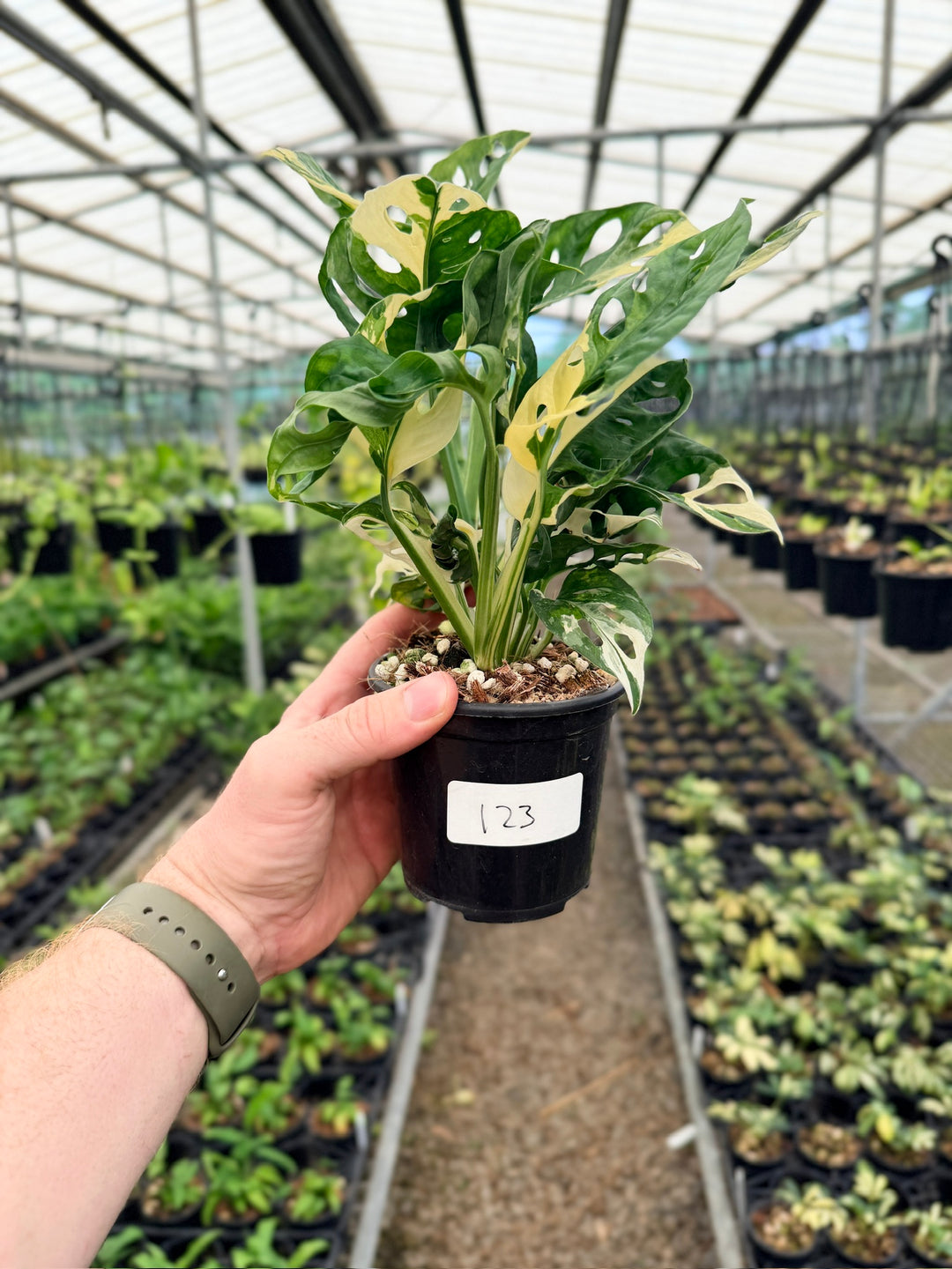 Handpicked #123 - Monstera Adansonii - Monkey Mask - Variegated Albo - Double Planted