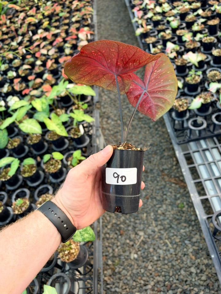 Handpicked #90 - Caladium Bicolor - NOID