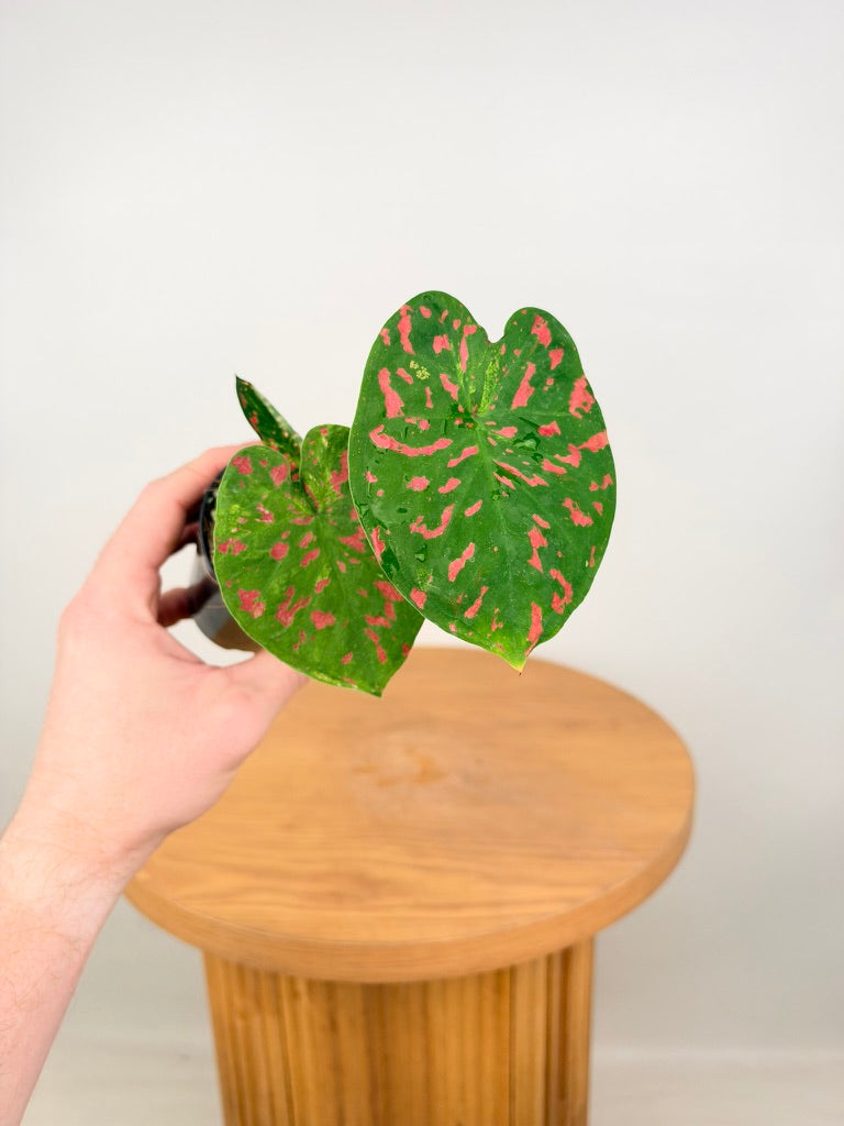 Caladium Bicolor - Raspberry Moon