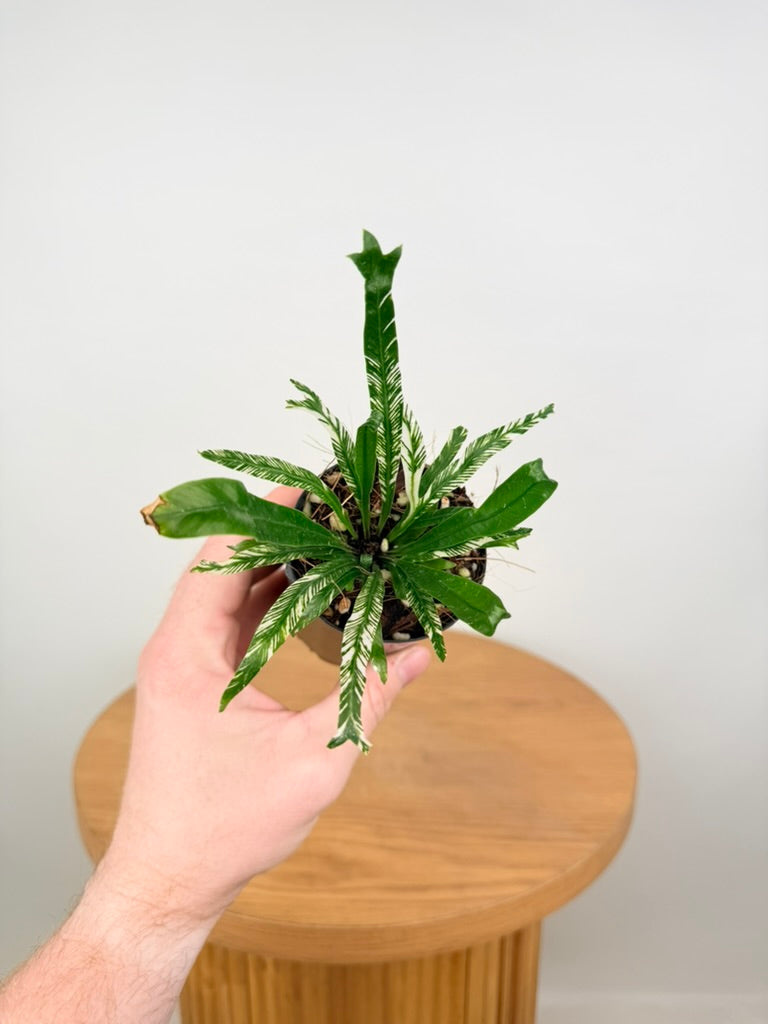 Asplenium Nidus Variegata