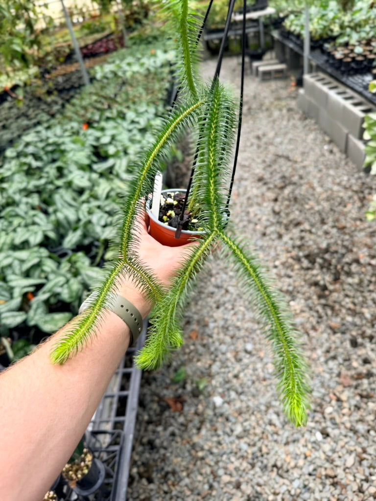Handpicked #33 - Phlegmariurus [Huperzia] Squarrosa - Borneo Large Water/Rock Tassel Fern