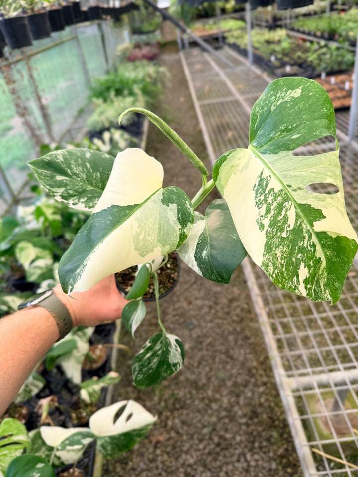 Handpicked #133 - Monstera Deliciosa Borsigiana Variegated Albo