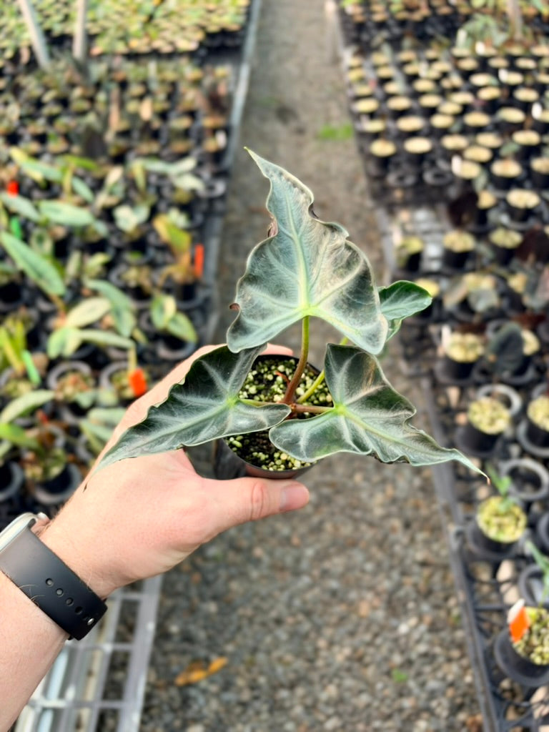 Handpicked #81 - Alocasia Loco