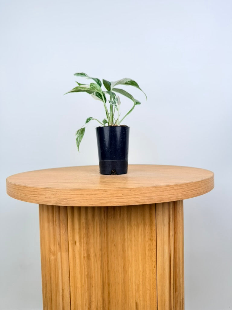 Epipremnum Pinnatum - Variegata Albo