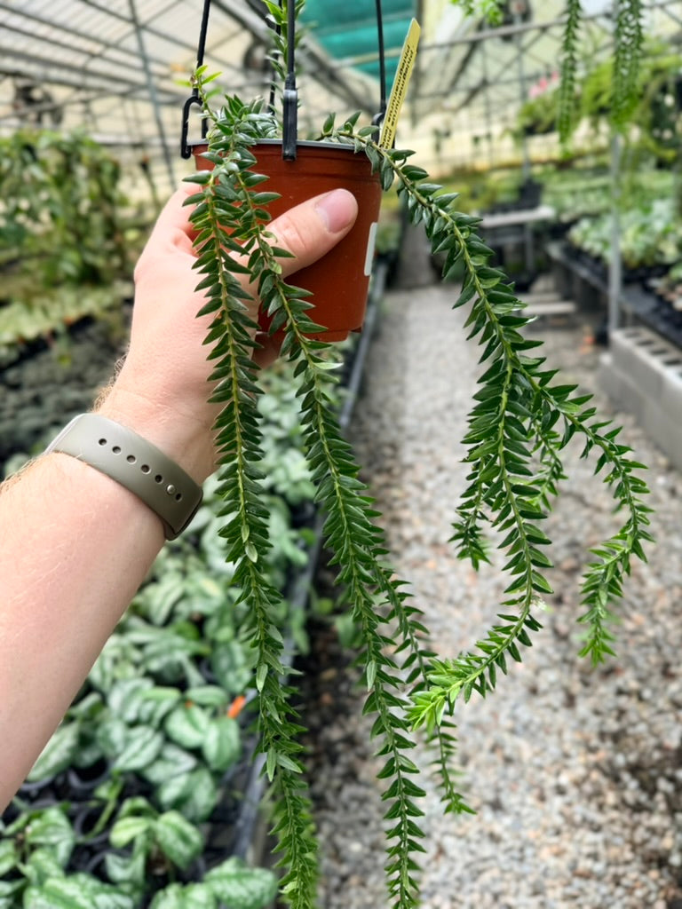 Handpicked #32 - Phlegmariurus Phlegmarioides X Phlegmariurus Ledermannii - Tassel Fern