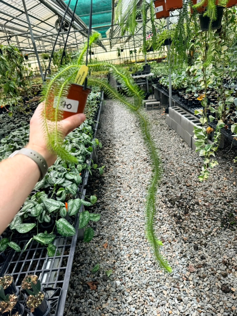 Handpicked #40 - Phlegmariurus Squarrosus [Huperzia Squarrosa] - New Guinea Large Rock Tassel Fern
