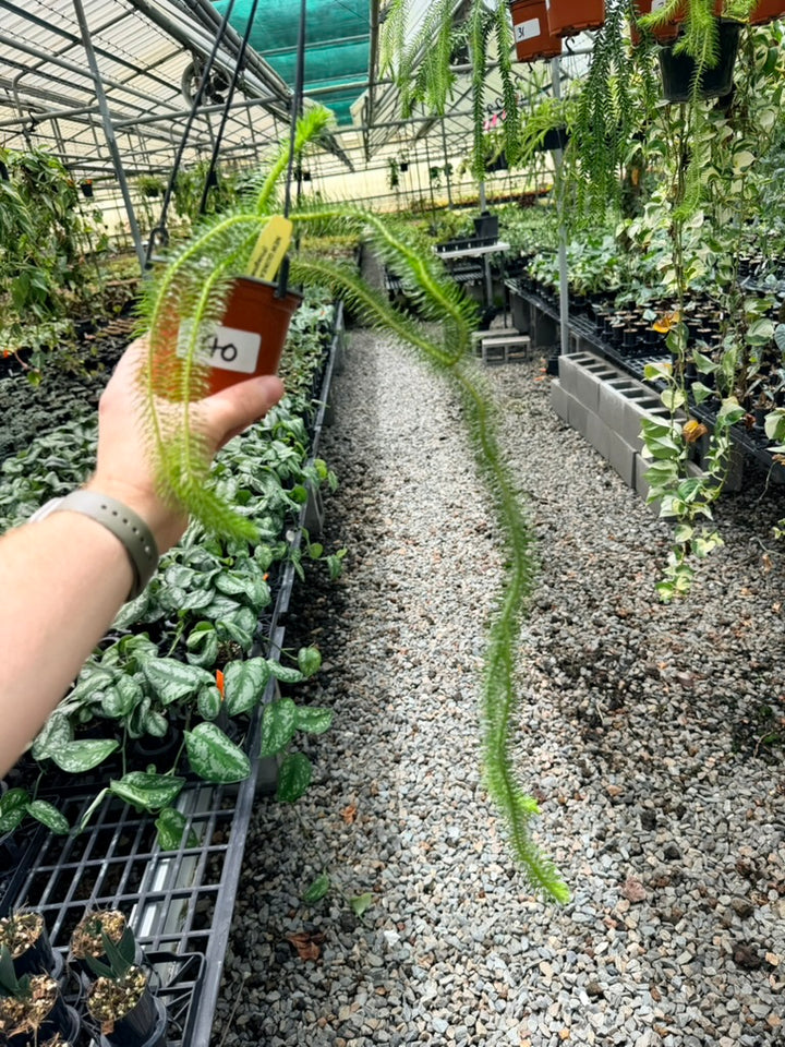 Handpicked #40 - Phlegmariurus Squarrosus [Huperzia Squarrosa] - New Guinea Large Rock Tassel Fern