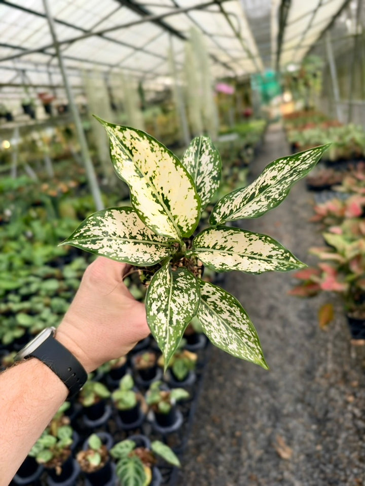Aglaonema Commutatum - Thai Snowflake