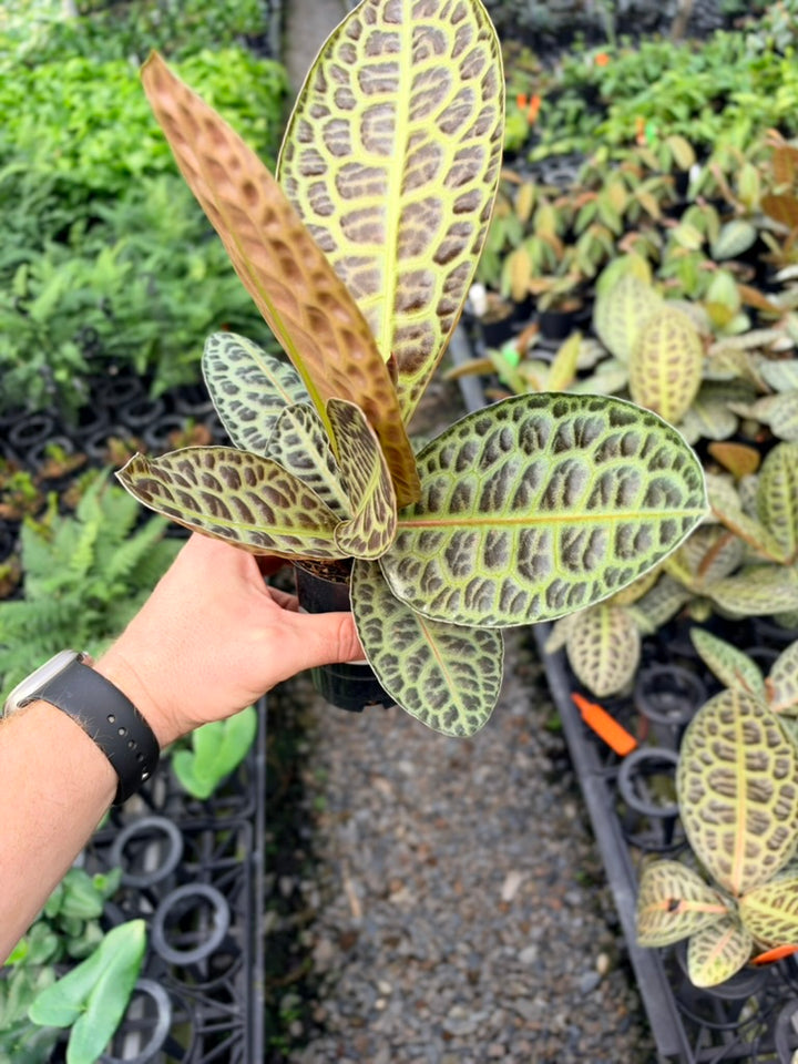 Handpicked #98 - Labisia Beccarii - Turtleback