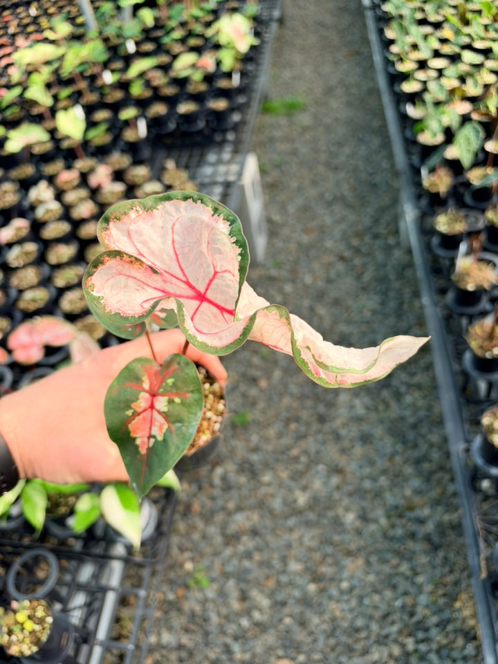 Handpicked #80 - Caladium Bicolor - Apple Blossom