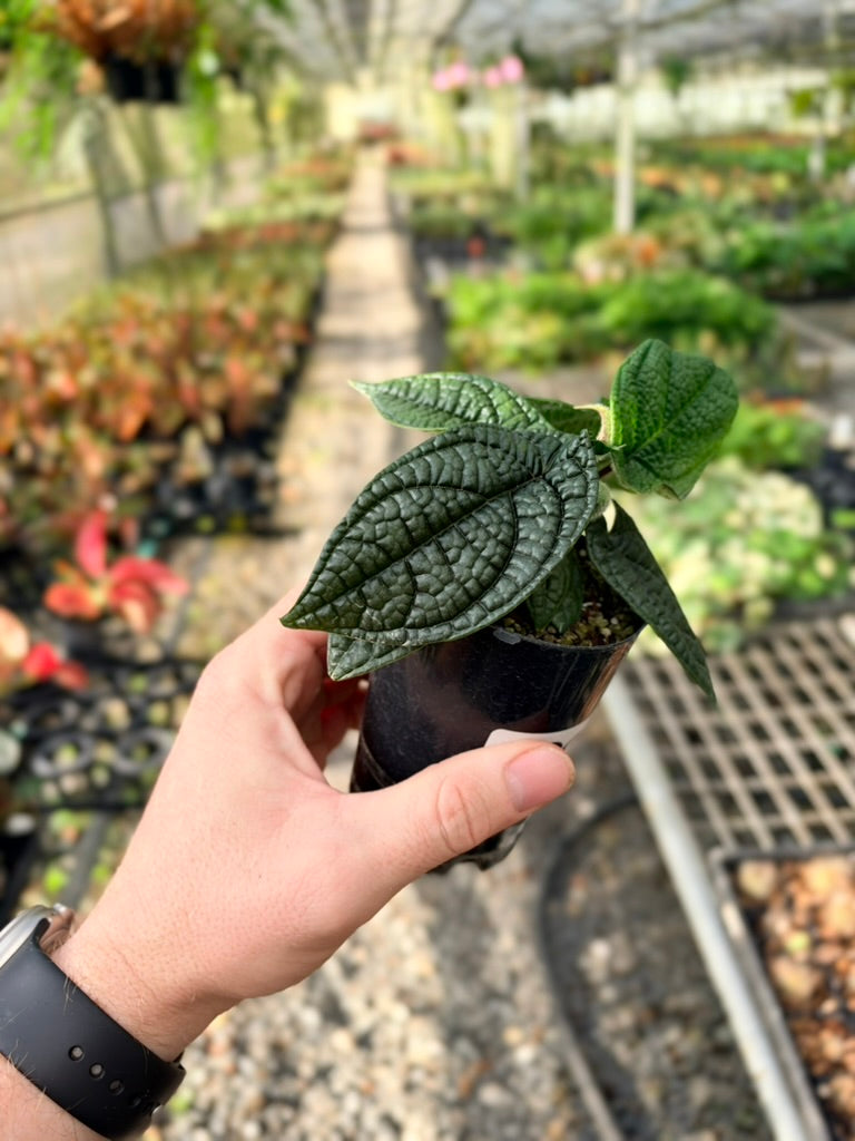 Handpicked #92 - Piper Parmatum