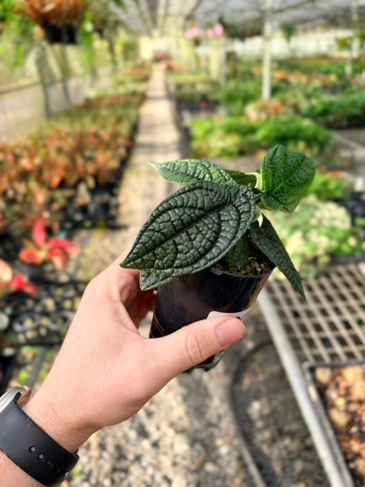 Handpicked #92 - Piper Parmatum