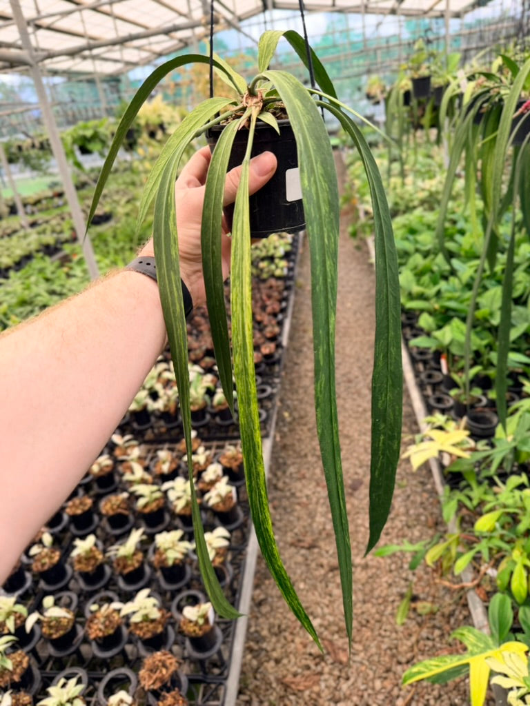 Handpicked #17 - Anthurium Vittariifolium Variegata