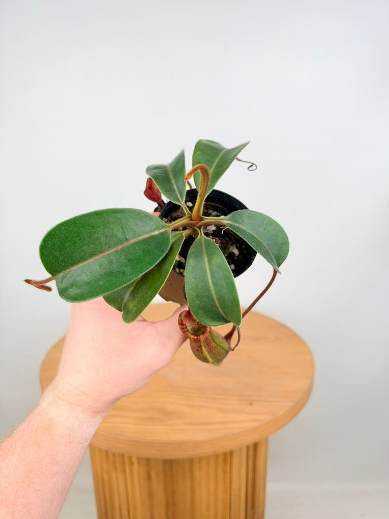 Nepenthes Veitchii